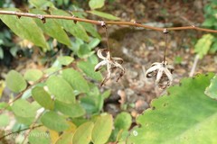 Phyllanthus megacarpus